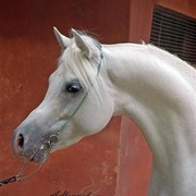 DSC_7264_CROP_ADJ_AH (Medium).jpg