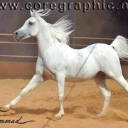 DSC_8220_ADJ_AH (Medium) (Medium).jpg - Haroun Al BadiaH (Hosam Al Badiah X Walaa Al Badiah)