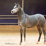 DSC_7500_Zakra - adj (Medium).jpg - Zakra Al Zaeem (Mayssam X Al Wardah Al Shamiah)