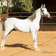 DSC_6202_Mayssam_adj (Medium).jpg - Mayssam (Sawan X Kifah)