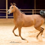 DSC_7447_3ahed - adj (Medium).jpg - Ahed (Haroun Al Badiah X Yasmeen)