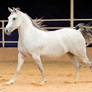 DSC_7875_3alyaa - adj (Medium).jpg - Aalyaa (Haroun Al Badiah X Dalaa)