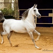 DSC_7070_Nesr El Sham - adj (Medium).jpg - Nesr El Sham ( Al Shiekh Shaheed X Katakeet) Racing Champion