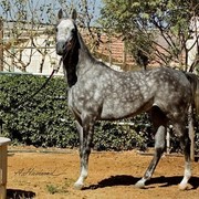 DSC_6524_Salah AlDine JR - adj (Medium).jpg - Salah Al Din JR (Saif Salah Al Din X Hyaat)
Saif Salh Al Din Son of Salah Al Din of Dr Hans Nagel