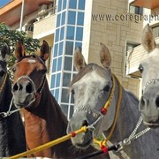 DSC_6821_CROP_ADJ_AH (Medium).jpg - Group Beauty