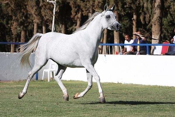 TS Madeleine - Reserve Champion Senior Female