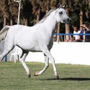 TS Madeleine - Reserve Champion Senior Female