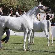 Saida Bint Shahlia - Champion Senior Female