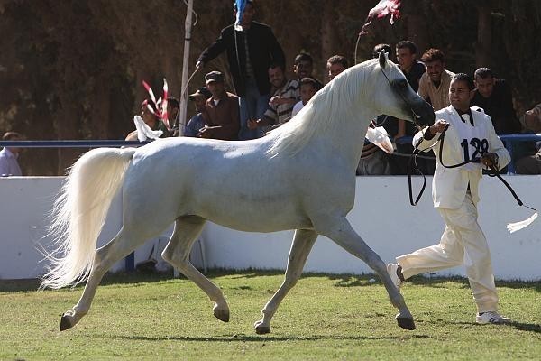 Insh Allah - Reserve Champion Male