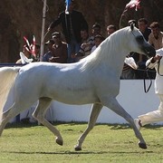 Insh Allah - Reserve Champion Male