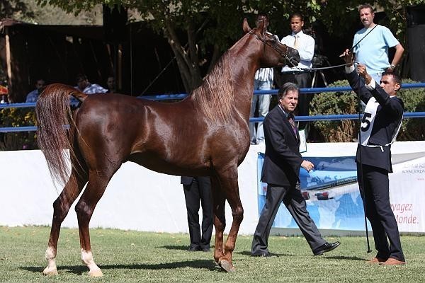 Matrix LL - Champion Junior Male