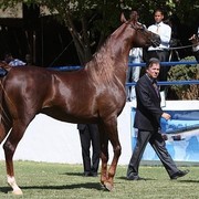 Matrix LL - Champion Junior Male