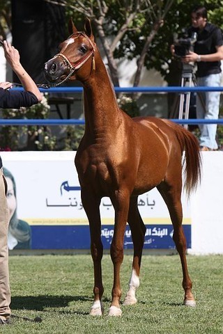 Naif Al Mohamadia - Reserve Champion Junior Male