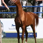 Naif Al Mohamadia - Reserve Champion Junior Male