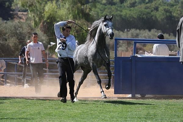 Shownel - Champion Junior Female