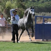 Shownel - Champion Junior Female