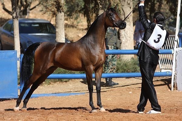 Cinnamon N Spice VLA - Reserve Champion Junior Female