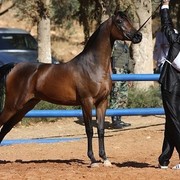 Cinnamon N Spice VLA - Reserve Champion Junior Female