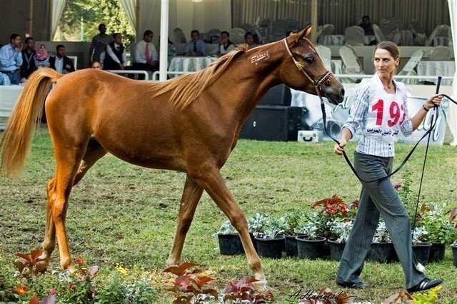DSC_9305 - adj (Medium).jpg - General Photo AMOURA HAMDAN ( Ebn El Basha A X Helaleyet Ikhnatoon) 
