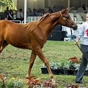 DSC_9305 - adj (Medium).jpg - General Photo AMOURA HAMDAN ( Ebn El Basha A X Helaleyet Ikhnatoon) 