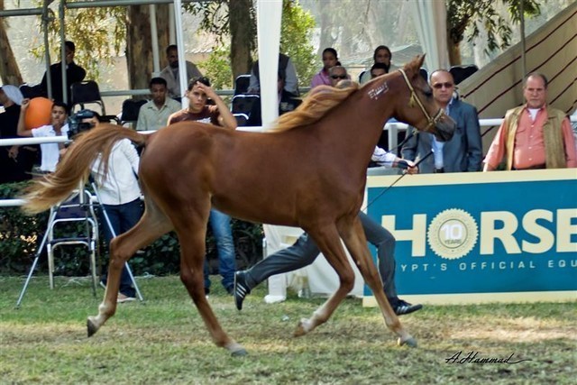 DSC_9296 - adj (Medium).jpg - General Photo AMOURA HAMDAN ( Ebn El Basha A X Helaleyet Ikhnatoon)