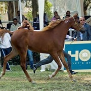 DSC_9296 - adj (Medium).jpg - General Photo AMOURA HAMDAN ( Ebn El Basha A X Helaleyet Ikhnatoon)