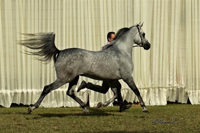 DSC_0403 - adj (Medium).jpg - General Photo