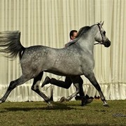 DSC_0403 - adj (Medium).jpg - General Photo