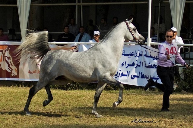 DSC_0406 - adj (Medium).jpg - General Photo