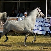 DSC_0406 - adj (Medium).jpg - General Photo