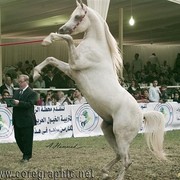 DSC_9128_ADJ_AH_CG (Medium).jpg - General Photo - Talal El Gabry (El Ragel X Bashasha)- El Sayad Stud