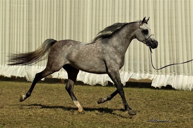 DSC_0271 - adj (Medium).jpg - General Photo