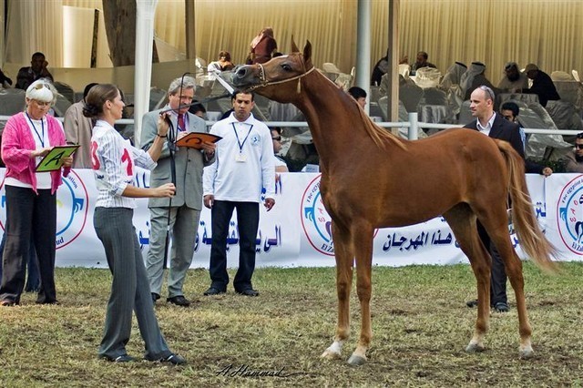 DSC_9309 - adj (Medium).jpg - General Photo AMOURA HAMDAN ( Ebn El Basha A X Helaleyet Ikhnatoon)