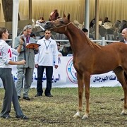 DSC_9309 - adj (Medium).jpg - General Photo AMOURA HAMDAN ( Ebn El Basha A X Helaleyet Ikhnatoon)