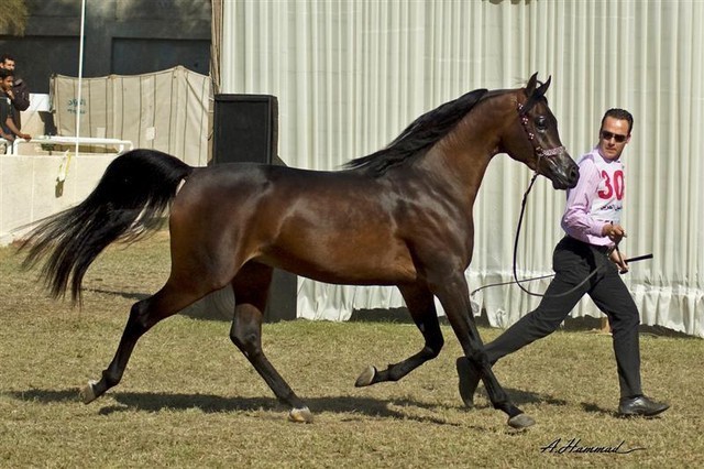 DSC_0176 - adj (Medium).jpg - General Photo