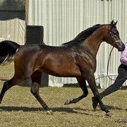 DSC_0176 - adj (Medium).jpg - General Photo