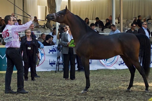 DSC_0200 - adj (Medium).jpg - General Photo