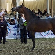 DSC_0200 - adj (Medium).jpg - General Photo