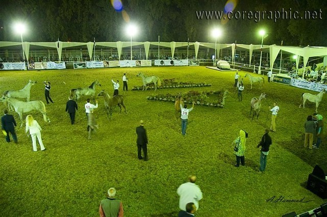 DSC_9178_ADJ_AH_CG (Medium).jpg