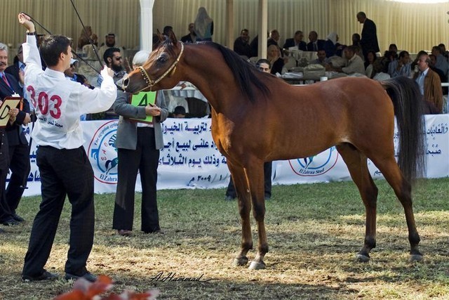 DSC_0194 - adj (Medium).jpg - General Photo