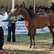 DSC_0194 - adj (Medium).jpg - General Photo