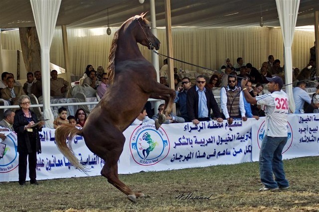 DSC_0300 - adj (Medium).jpg - General Photo