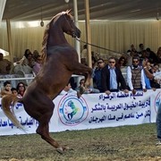 DSC_0300 - adj (Medium).jpg - General Photo