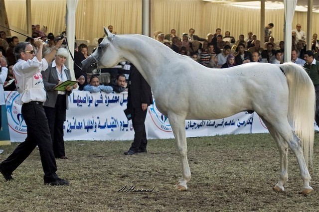 DSC_0580 - adj - 359 (Medium).jpg - Senior Stallions Reserve Champion
Name:  SHAFE PSUEDE
( PADRONS PSYCHE  X FOCUS SHALIA )       
Breeder: U.S.A
Owner: Al Khalediah Farm K.S.A.