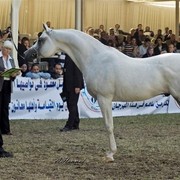 DSC_0580 - adj - 359 (Medium).jpg - Senior Stallions Reserve Champion
Name:  SHAFE PSUEDE
( PADRONS PSYCHE  X FOCUS SHALIA )       
Breeder: U.S.A
Owner: Al Khalediah Farm K.S.A.
