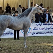 DSC_0186 - adj - 302 (Medium).jpg - Junior Colts Champion 
Name: EL PALACIO VO 
( AL LAHAB X  EL DORADA )               
Breeder: U.S.A
Owner: Al Khalediah Farm K.S.A.