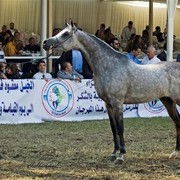 DSC_0279 - adj (Medium).jpg - General Photo