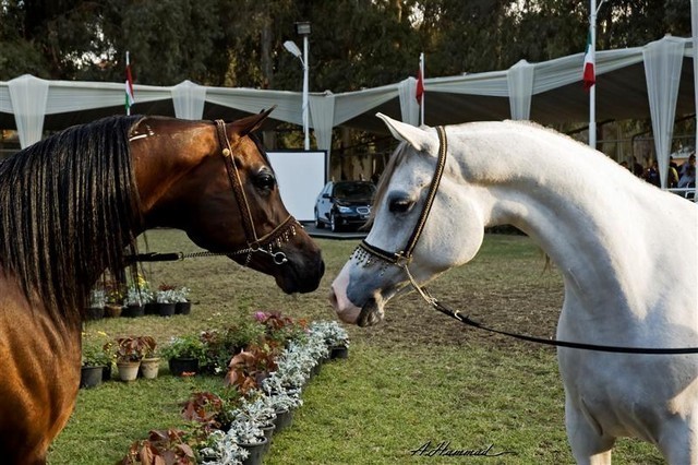 DSC_0624 - adj (Medium).jpg - To The Right
Most Classical Head, Females 
Name:  IMPERIAL BAALANAH
( IMPERIAL BAAREZ  X IMPERIAL ORRAPHA )       
Breeder:  U.S.A 
Owner:  Al Farida Stud - Egypt