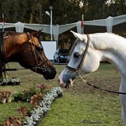 DSC_0624 - adj (Medium).jpg - To The Right
Most Classical Head, Females 
Name:  IMPERIAL BAALANAH
( IMPERIAL BAAREZ  X IMPERIAL ORRAPHA )       
Breeder:  U.S.A 
Owner:  Al Farida Stud - Egypt