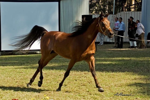 DSC_0191 - adj (Medium).jpg - General Photo